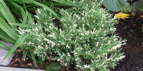 Juniper andorra variegata: fotografija i opis